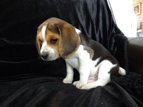 Get beagle training and care tips. Beagle - DogInfo411.com
