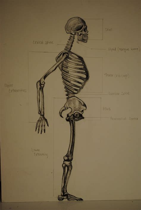 Anatomy Drawings On Behance