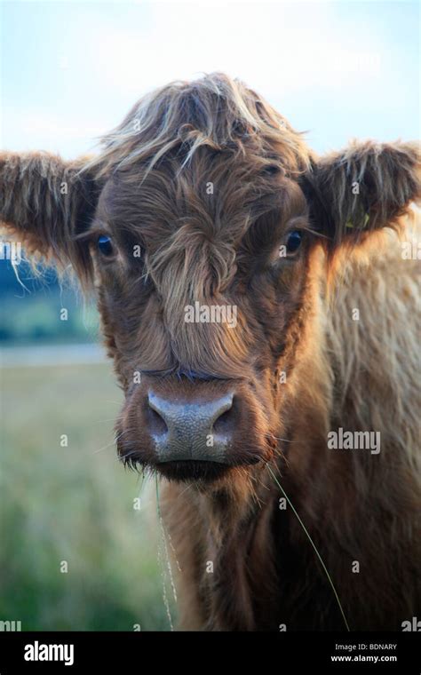 Highland Cattle On The Isle Of Mull Scotland United Kingdom Stock