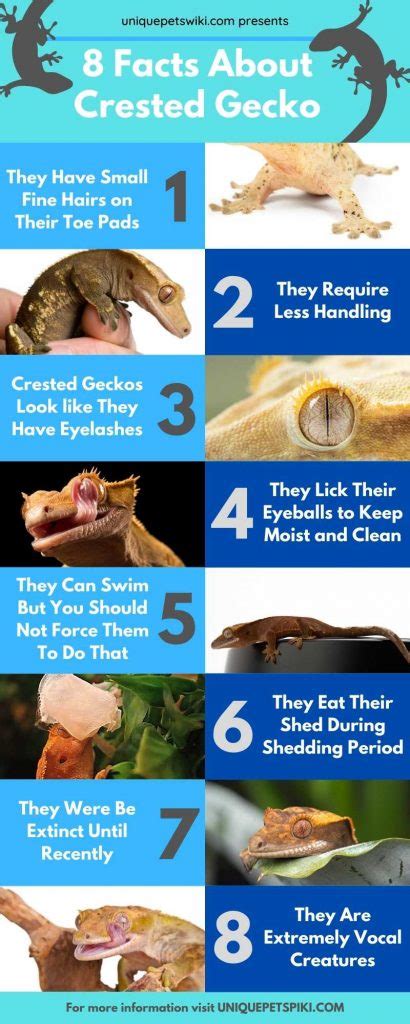 8 Facts Everyone Should Know About Crested Gecko