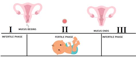 The Cervical Mucus Method For Ovulation Tracking