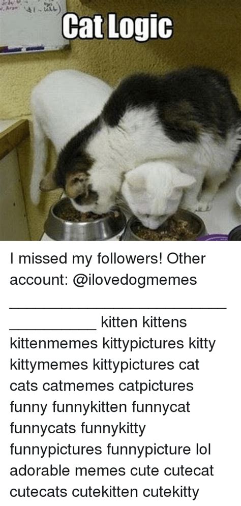 Cat Logic I Missed My Followers Other Account