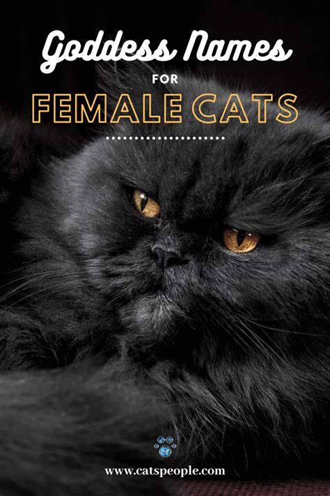What are good names for black cats? 15 Goddess Names for Female Cats in 2020