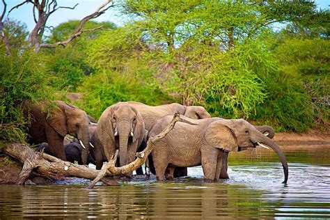 Best Places To See Elephants In Africa Elephant Safaris 2020