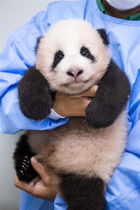 Koreas First Panda Cub Named Fu Bao
