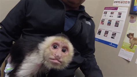 White Faced Capuchin Fun Bayview With Enteric Parasites Youtube