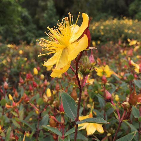 Send flowers to colombia bogota. Love love LOVE yellow flowers! #Colombia #naturelover # ...