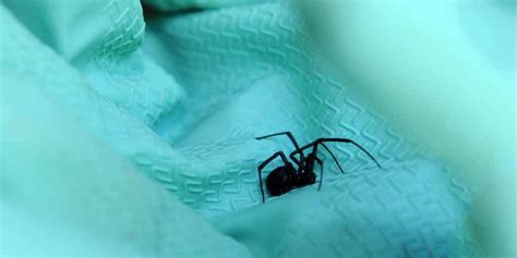 Black Widow Spider Prevention Methods To Keep Them Out Of The House
