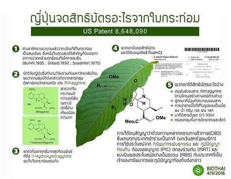หลังเสร็จสิ้น มหกรรมกัญชากัญชง 360 องศา เพื่อประชาชน ที่ สนามช้าง อินเตอร์เนชั่นแนล เซอร์กิต จ.บุรีรัมย์ ปรากฏว่าได้รับการตอบรับจากประชาชน. ตีแผ่ ! ไทยเสียประโยชน์อะไรบ้าง หลังญี่ปุ่นขอจดสิทธิบัตรใบ ...
