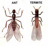 Photos of Difference Between Carpenter Ants And Termites
