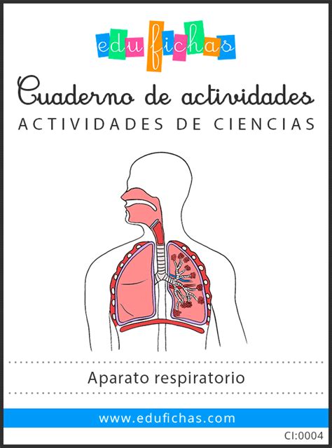Ficha Online De Sistema Respiratorio Para Segundo De Vrogue Co