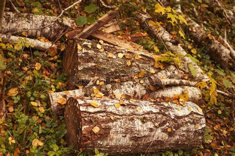 Autumn Leaves On A Birch Stump In The Forest Autumn Background Stock