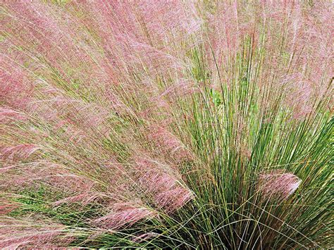 Purple Muhly Grass 2 Photograph By Scott Parker