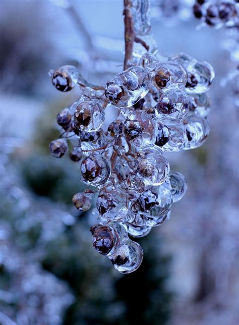 Winter Ice Macro Photography Tips Macro Photography Nature Photography