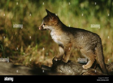 Gray Fox Urocyon Cinereoargenteus Kit Portrait Stock Photo Alamy
