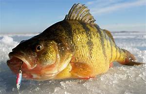 Perch Length To Weight Conversion Chart In Fisherman