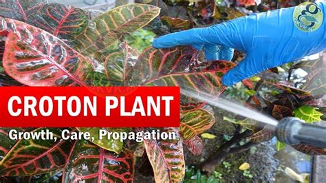 How To Grow Croton Plant Croton Plant Care Codiaeum