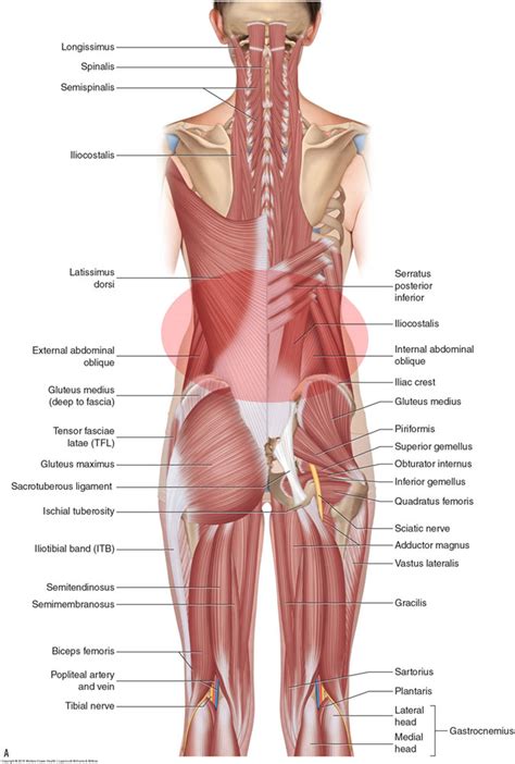 Diagram Of Female Lower Back Muscles Bones Of Female Back Skeletal