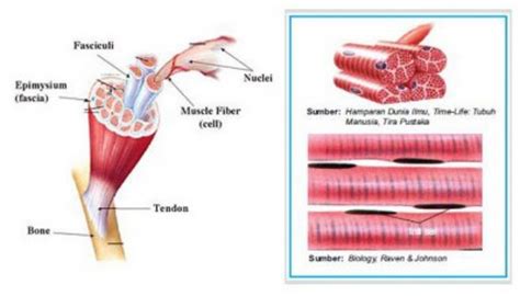 Fungsi jaringan otot manusia sangatlah penting untuk tubuh. Miosit: Pengertian, struktur dan fungsi - Usaha321.net