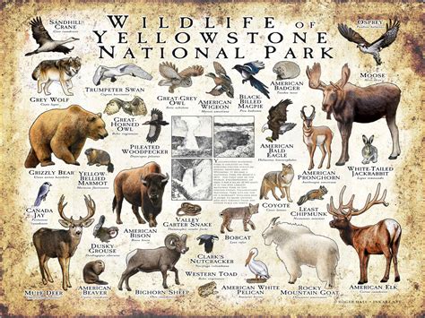 Wildlife Of Yellowstone National Park Poster Print