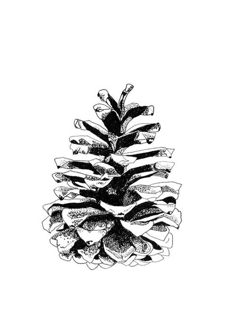 Pine Cone Line Drawing At Getdrawings Free Download