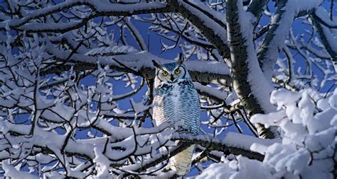 Free Download Bing Images Great Horned Owl Great Horned Owl In