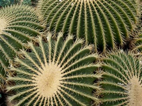 Cuidar cactus y suculentas requieren de algunos conocimientos que no son difíciles de seguir, hoy hablaremos del tema para que durante la primavera deberemos cuidar cactus pensando en ciertos aspectos, en esta estación contaremos con el clima ideal para este tipo de plantas, en esa época las. Cómo recuperar un cactus con hongos | Cactus, Cactus ...
