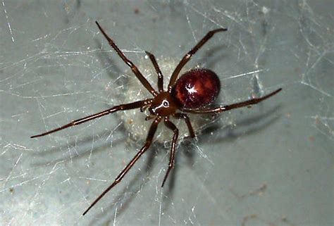 Spider Ssp Steatoda Grossa Bugguidenet