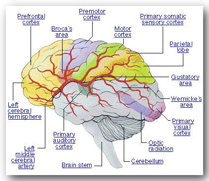 Yah sekiranya manusia sejagat di dunia ini harus minimal mengerti akan hal yang banyak masih dianggap tabu oleh banyak orang di timur seperti kita ini. The Genesis of Mind (Terciptanya Pikiran) -Biologi- HEPTA ...