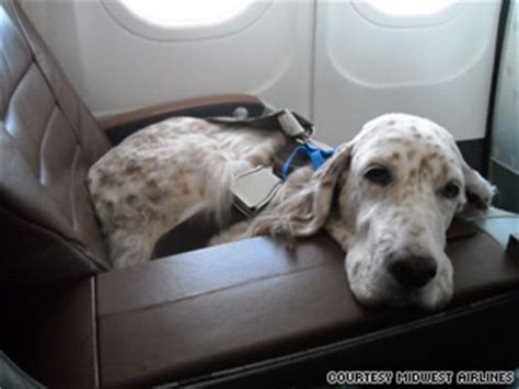 If you're wary about flying your dog in the cargo hold of a plane, you could pick an alternate means of travel—like a train. More airlines embracing furry travelers - CNN.com