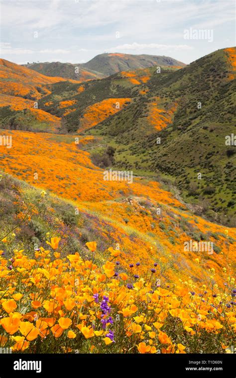Hillside Full Of Wildflowers Stock Photo Alamy