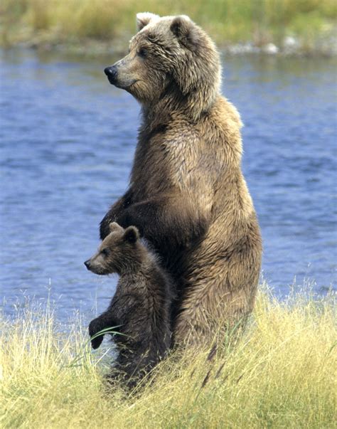 Mother Grizzly And Cub Dennis Glennon