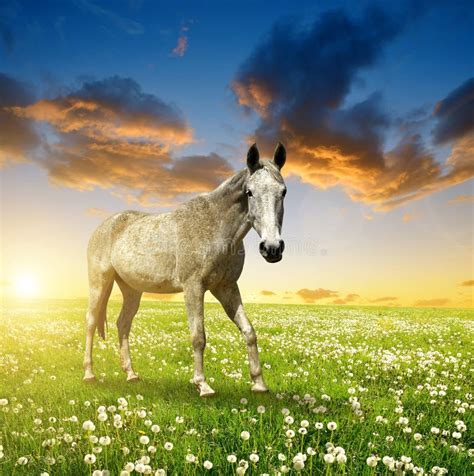 Horse In A Meadow Stock Image Image Of Tame Meadow Mane 7241667