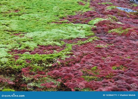 Arctic Moss Stock Image Image Of Moss Speckles Colorful 163866771