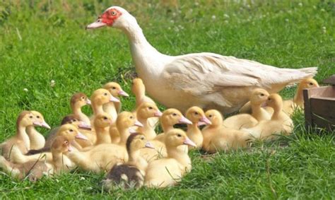 Mengenal Cara Berkembangbiak Pada Hewan Vivipar, Ovipar, Ovovivipar