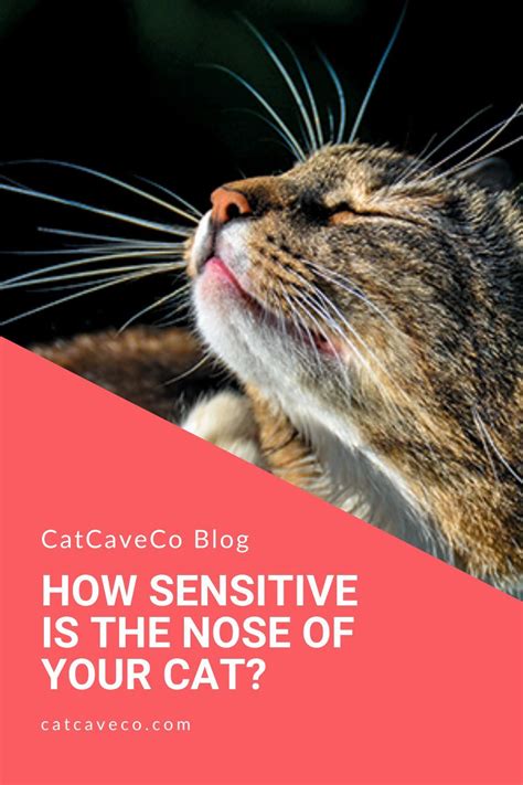 To use oils safely, dilute them significantly, using one drop of essential oil per tablespoon of carrier oil. What Essential Oils Are Safe To Diffuse Around Cats in ...