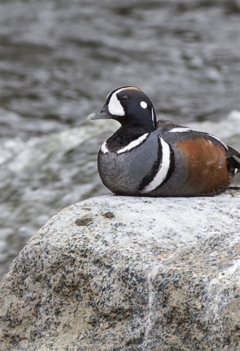 Harlequin Duck Histrionicus Histrionicus Us Fish And Wildlife Service