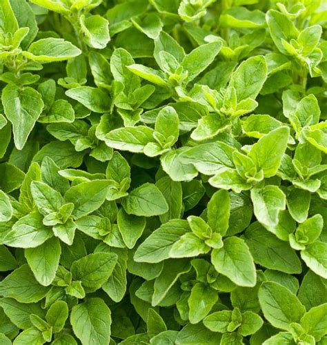 How To Grow Oregano From Seeds West Coast Seeds