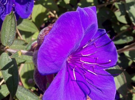 Known as costmary, alecost, balsam herb, bible leaf, or mint geranium. Purple flowers, Leaves and Purple on Pinterest