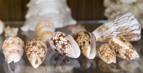 Collection Series Seashells From The Red Sea Gallery
