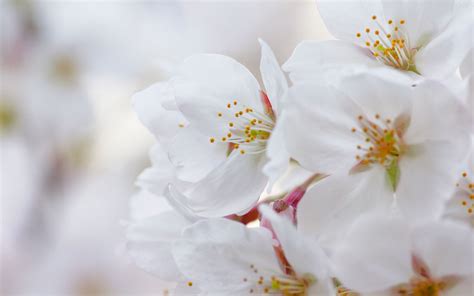 Fond Décran Blanc Fleurs Branche Pétales Fleur De Cerisier