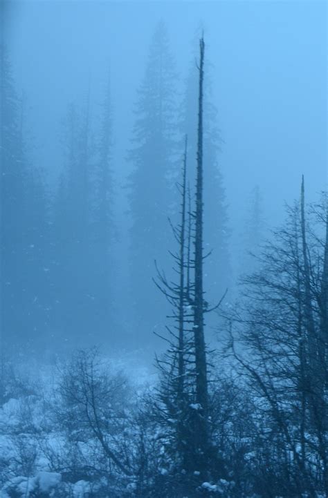 Trees In The Mist Northern Cascades Hope Princeton Area Flickr