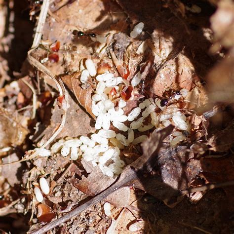 Bug Othe Week Once Upon A Fungus Riveredge Nature Center