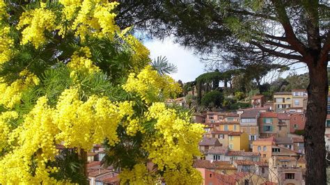 The Mimosa Route Of Provence Alpes Côte Dazur Our 5 Step Guide