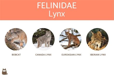 Types Of Felines Characteristics And Examples With Photos