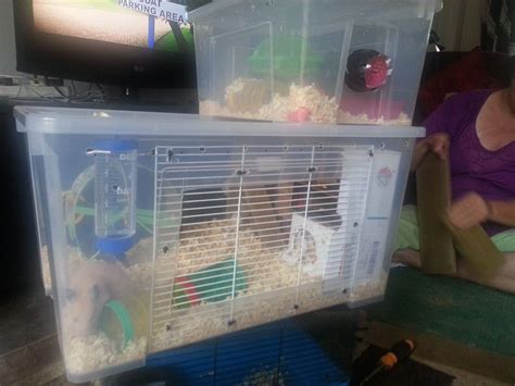 This Is Teddys Home Made Cage With A Mixture Of Home Made Toys And