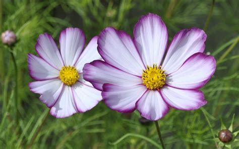 Plant Of The Day Cosmos Cosmos Plant Cosmos Flowers Flower Seeds