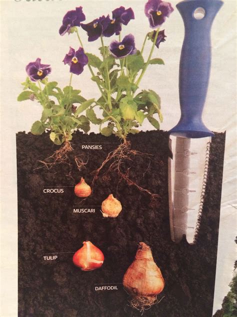 How Deep To Plant Bulbs At Different Depths Planting Bulbs Planting