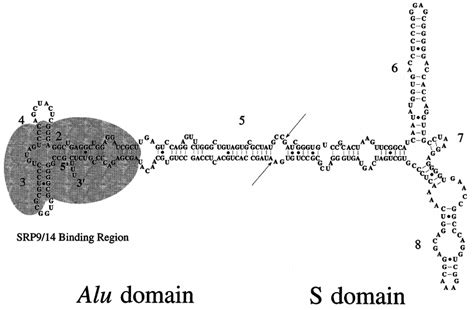 Model Of The Secondary Structure Of Srp Rna From Homo Sapiens The