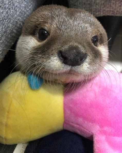 19 Adorable Otters You Really Otter Take A Look At Cuteness Otters